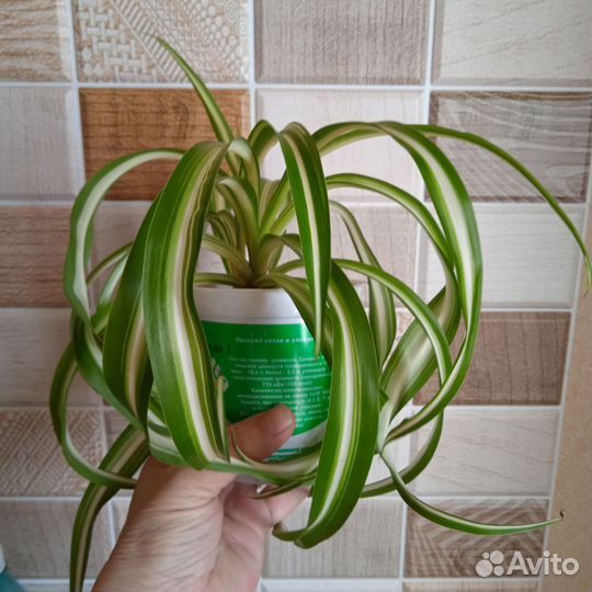 Хлорофитум хохлатый, кудрявый