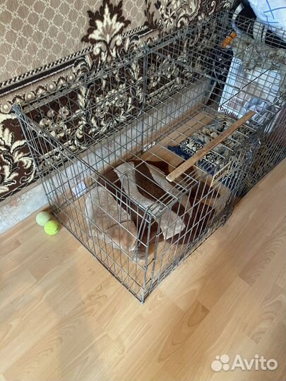 Клетка для собаки бу