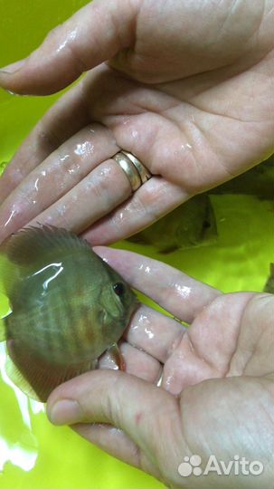 Дискусы Ред Ковер