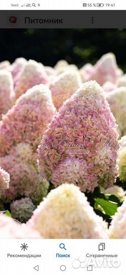 Новинка 2023 Лайм Лайт Прайм и др