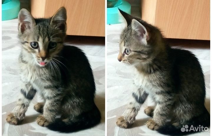 Котятки