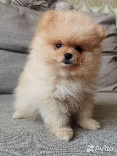 Померанский шпиц