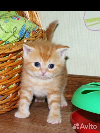 Красные мраморные котики, ждут переезда в семью