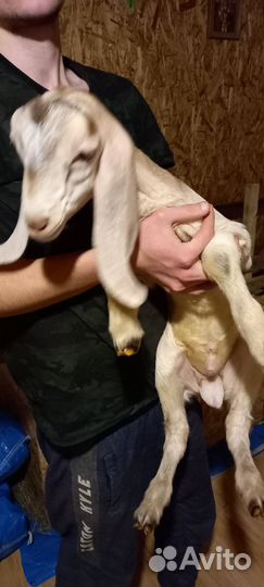 Козлики камори-нуб