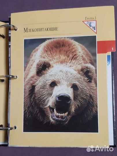 В мире дикой природы. Энциклопедия