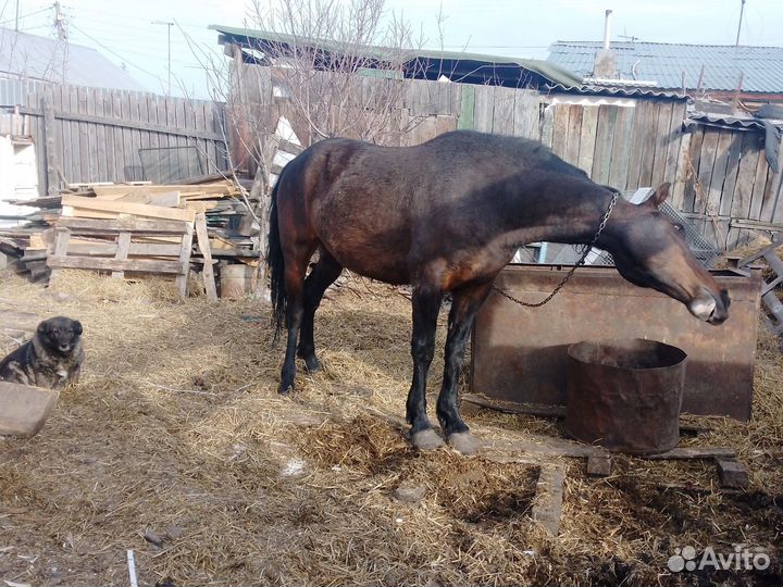 Лошадь обмен