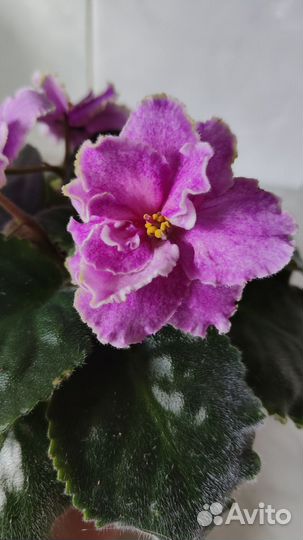 Сортовые фиалки