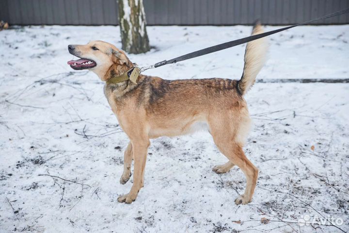 Милая собака Микки в добрые руки