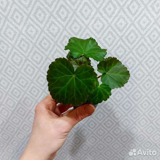 Бегония элатиор 35 сортов
