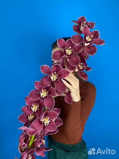 Орхидея. Цветы. Доставка