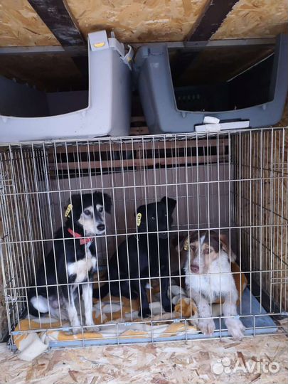 Перевозка животных по россии