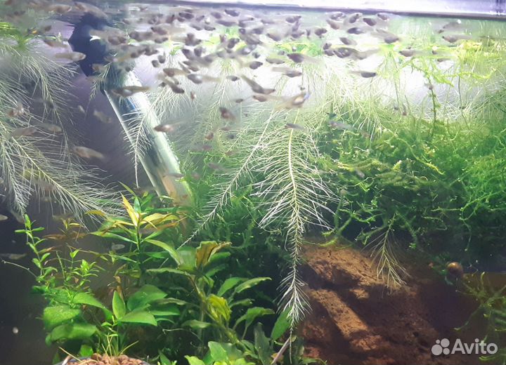 Гуппи эндлера