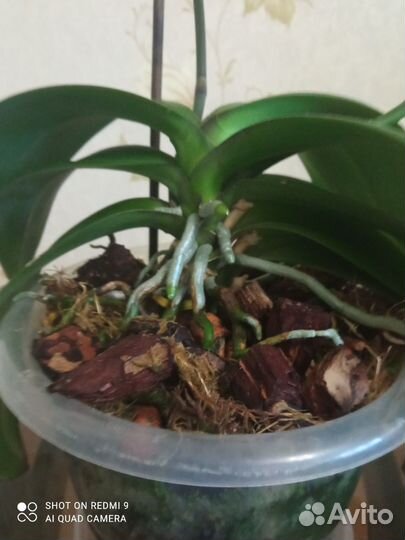 Орхидея фаленопсис Фронтера