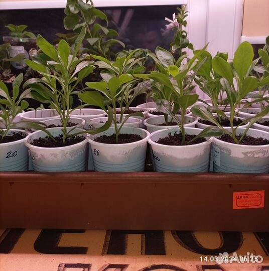 Остеоспермум