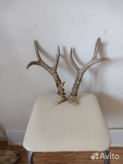 Рога лося и косули