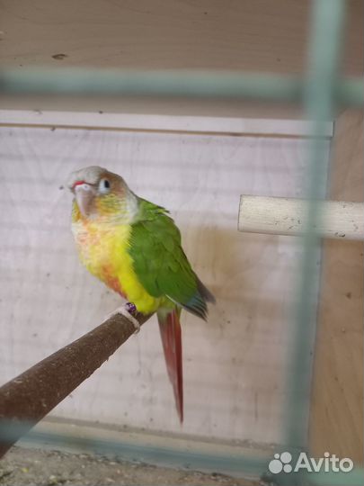 Попугай породы пиррура малине