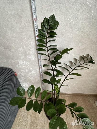 Замиокулькас