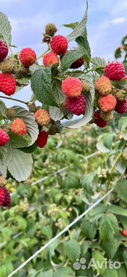 Продам саженцы таганки