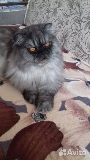 Передержка домашних животных