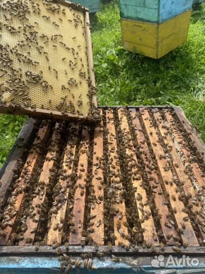 Продам пчёл