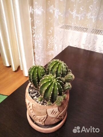 Продаётся кактус