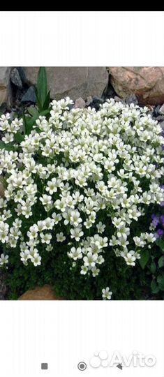 Ясколка войлочная