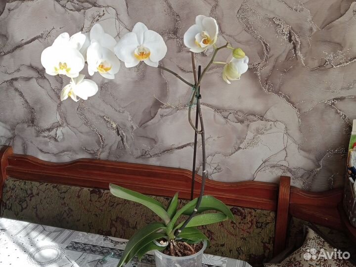 Орхидея
