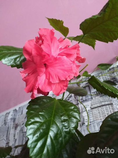 Гибискус махровый красный