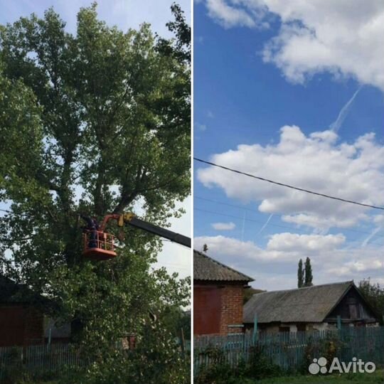 Спил деревьев обрезка вывоз