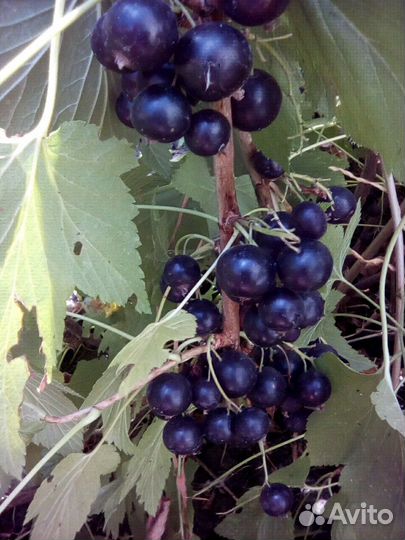 Смородина черная саженцы