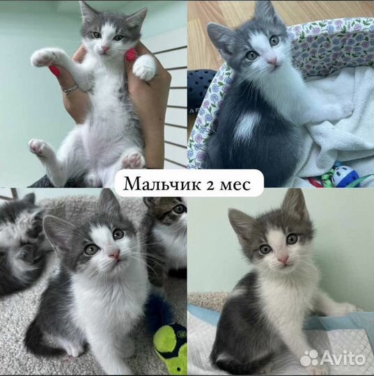 Котята в добрые руки