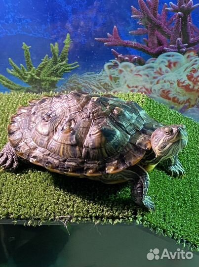 2 большие черепашки с аквариумом в заботливые руки