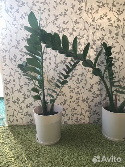 Замиокулькас