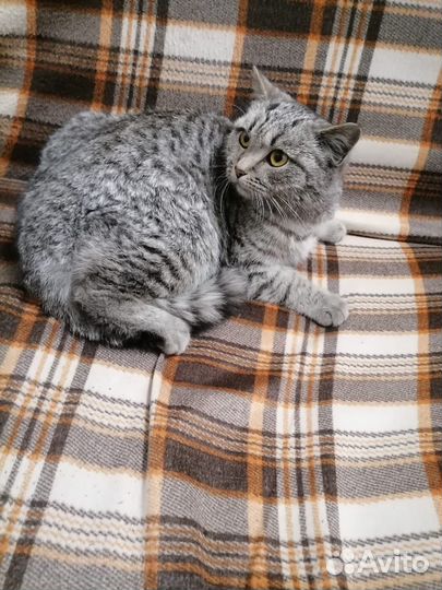 Молоденькая кошечка в добрые руки. Забрана у нерад