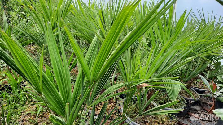 Трахикарпус форчуна