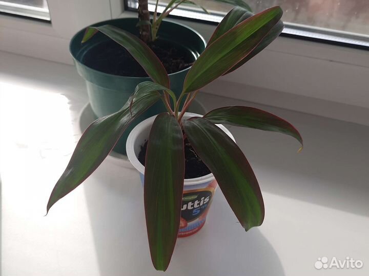 Пальма Карделина