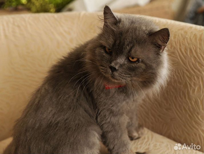 Кошка в дар