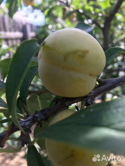 Саженцы зимостойкие