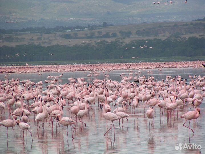 Сафари по Кении. Тропа жирафа/слона/леопарда