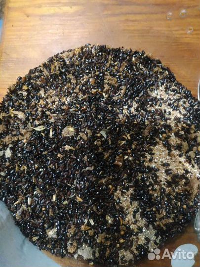 Жук Знахарь