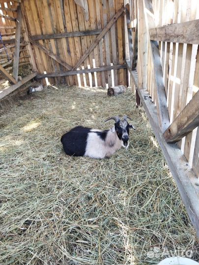 Коз альпийской породы