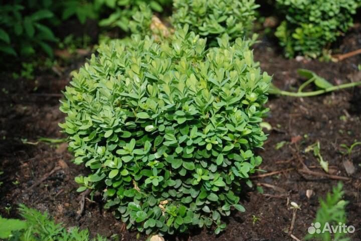 Можжевельник, туя, самшид саженцы