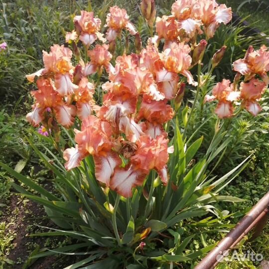 Очиток почвопокровный