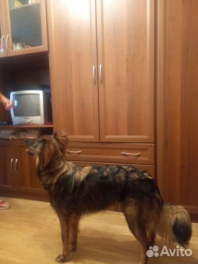 Бордер колли