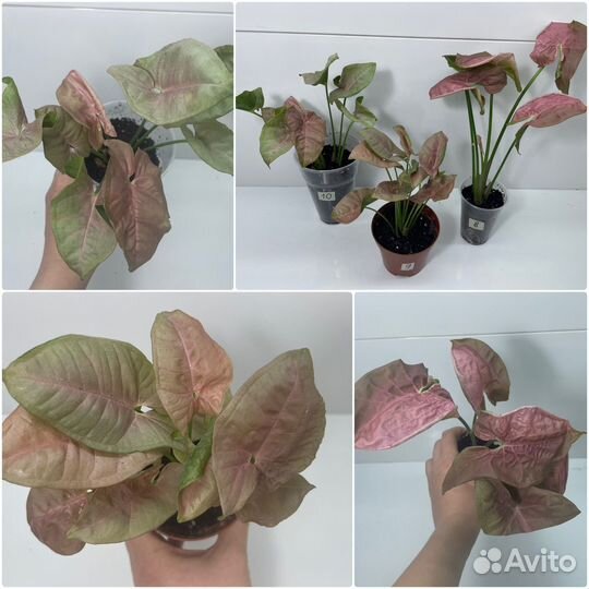 Сингониум ред харт