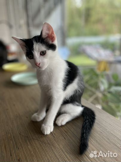 Котенок крысолов