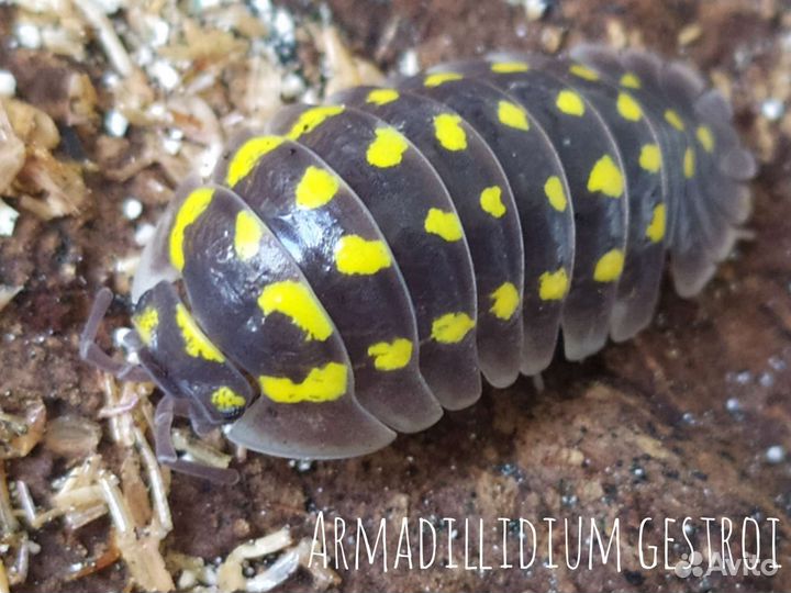 Красивые экзотические мокрицы