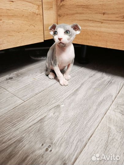 Канадский сфинкс котенок