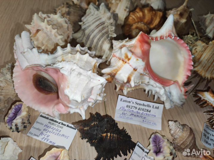 Морские раковины ракушки Мурекс Murex Muricidae