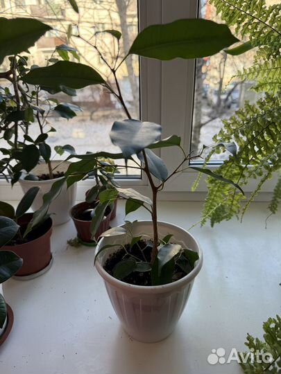 Фикус бенджамина